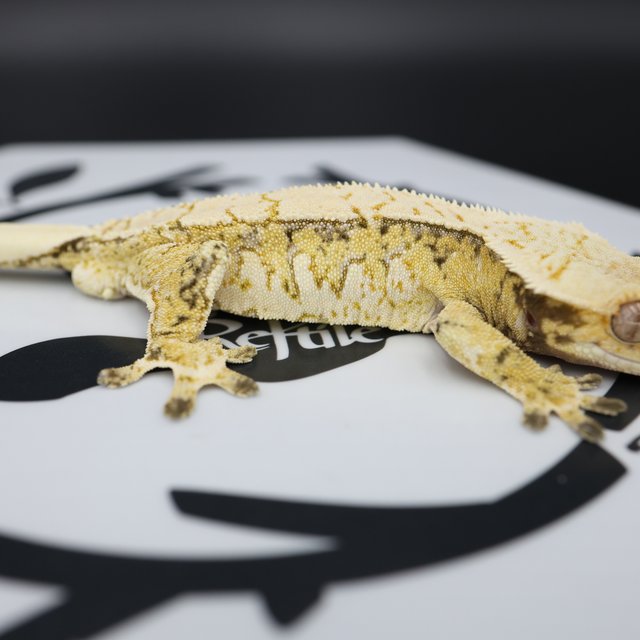 Tri Extreme Harlequin White Pin White Spot Normal