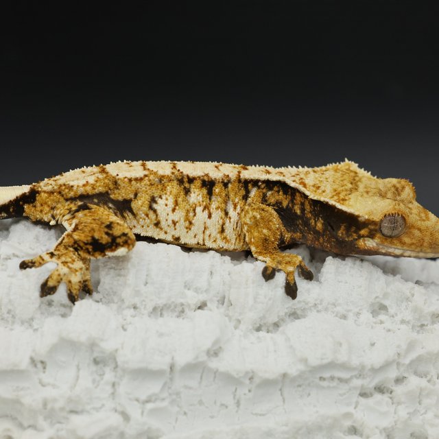 Normal Tri Extreme Harlequin White Spot White Pin White Crown