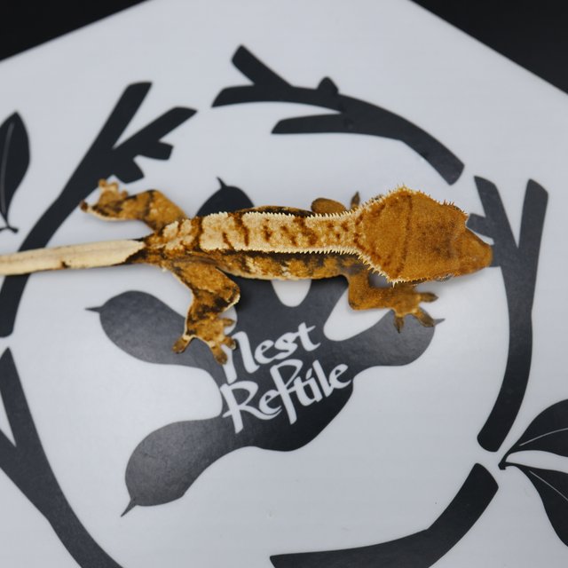 Normal Tri Extreme Harlequin White Spot Tangerine