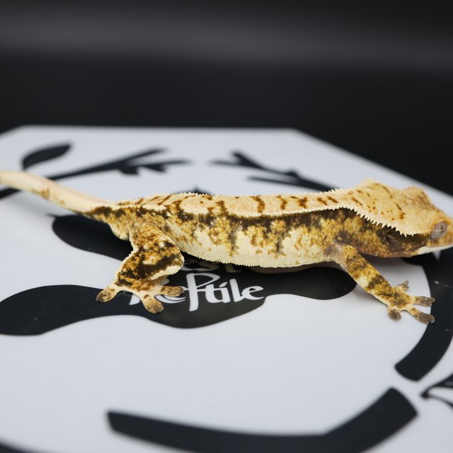 Tri Extreme Harlequin White Pin White Spot Normal