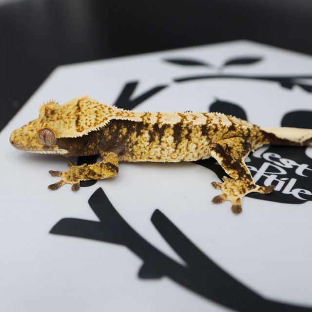 Normal Extreme Harlequin White Pin White Spot Tri