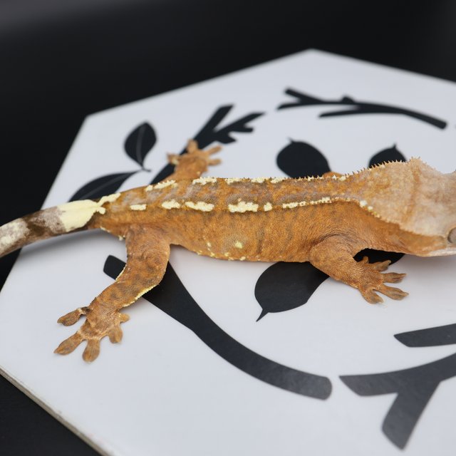 Normal Cappuccino White Pin White Spot Tangerine