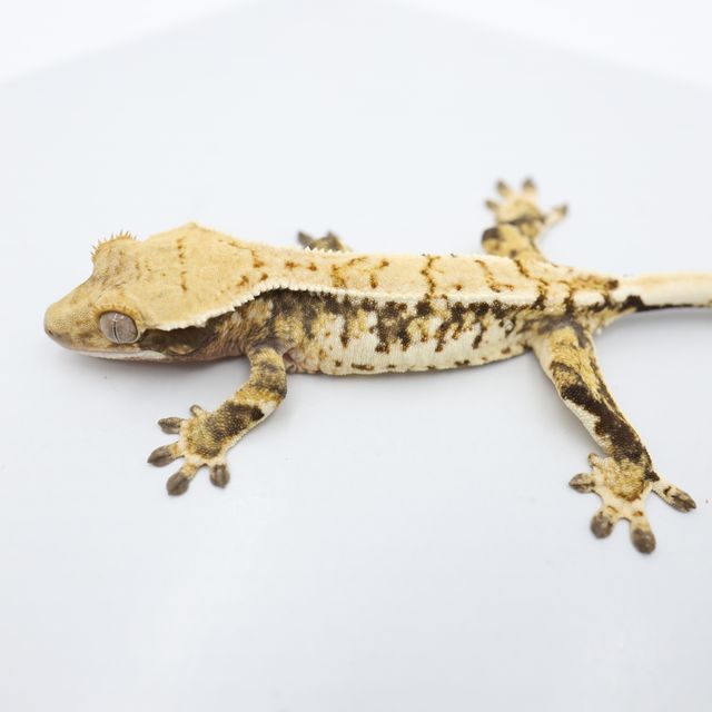Normal Tri Extreme Harlequin White Spot