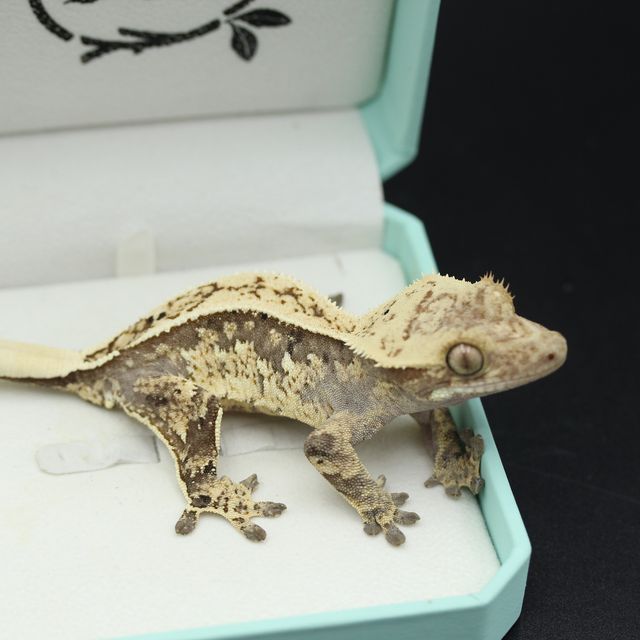 트라이