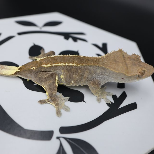 Normal Cappuccino White Pin Extreme Harlequin White Spot