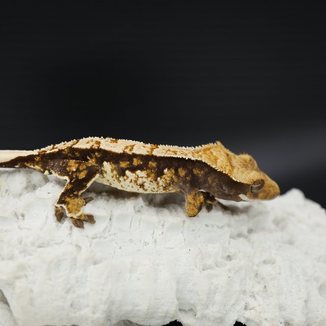 Tri Extreme Harlequin White Spot Pinstripe White Pin