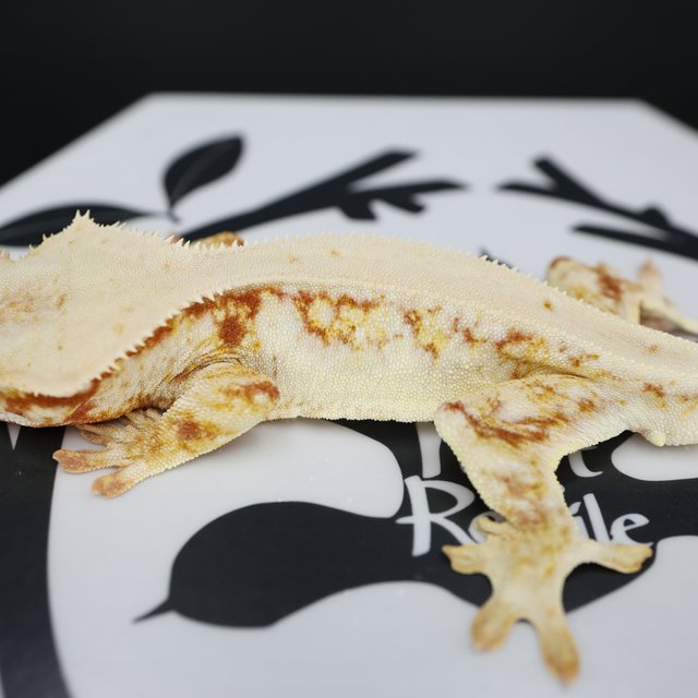 Lilly White Red Drippy Solid Back White Spot Full Pinstripe