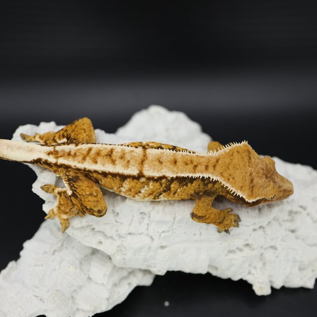 Tangerine Tri Extreme Harlequin White Crown White Pin White Spot