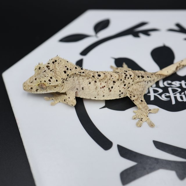 Dalmatian Super Dalmatian Altitude Normal