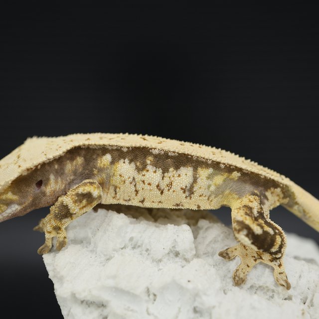 Normal Drippy White Spot White Pin Tri