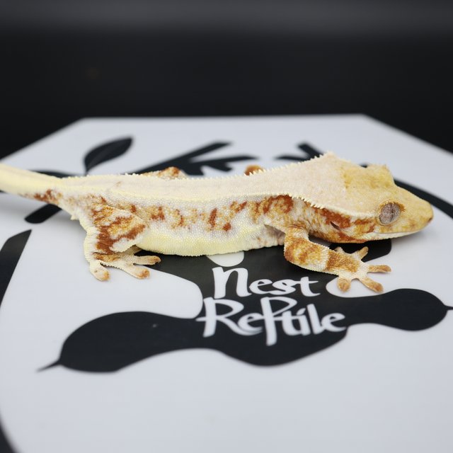 릴리화이트 트라이 화이트스팟 레드 엘리트 솔리드백