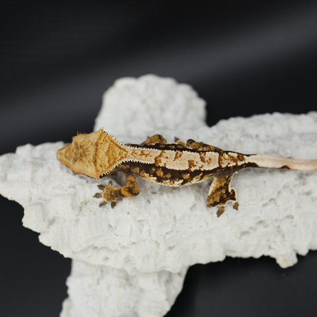 Tri Extreme Harlequin White Spot Pinstripe White Pin