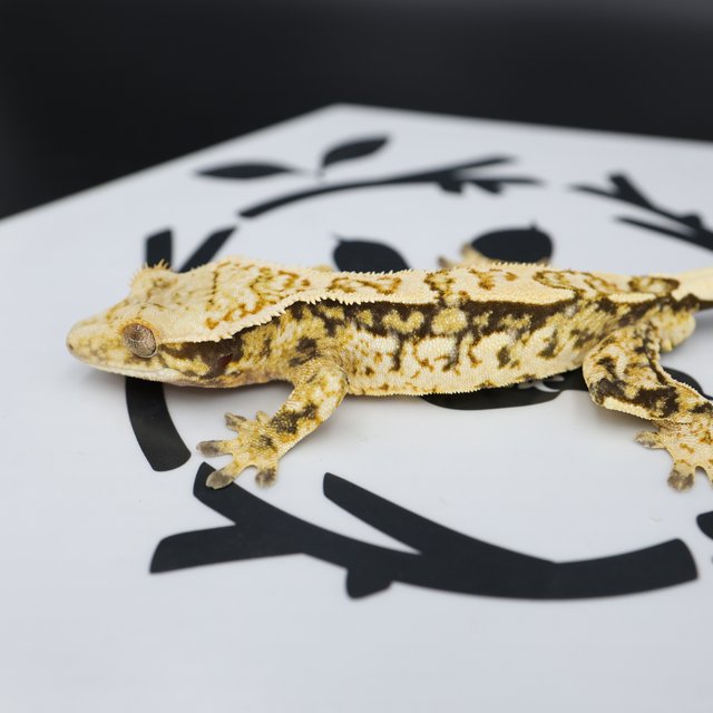 Normal Quad Pinstripe Full Pinstripe Extreme Harlequin