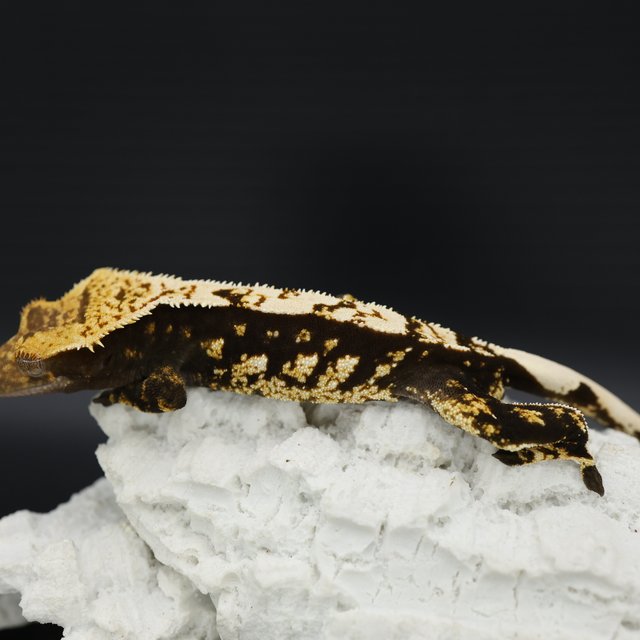 Normal Black White White Spot White Pin White Crown