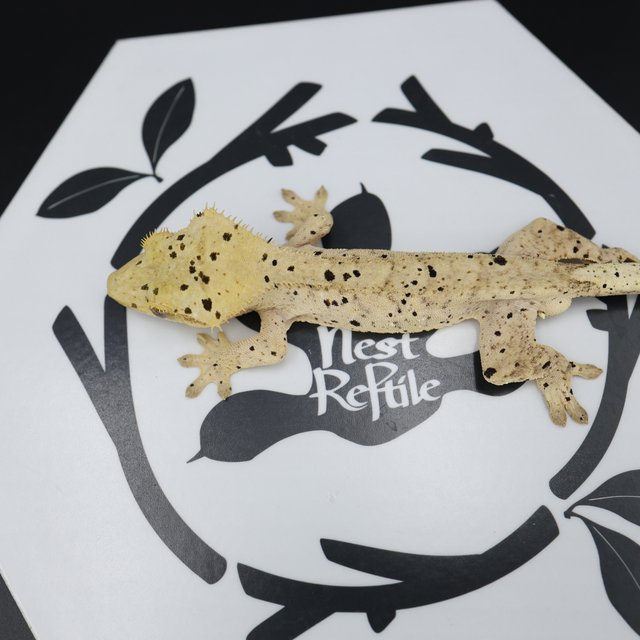 Dalmatian Super Dalmatian Normal