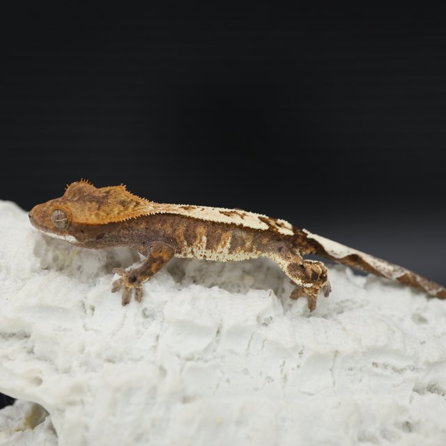 Sable Tri White Pin White Spot