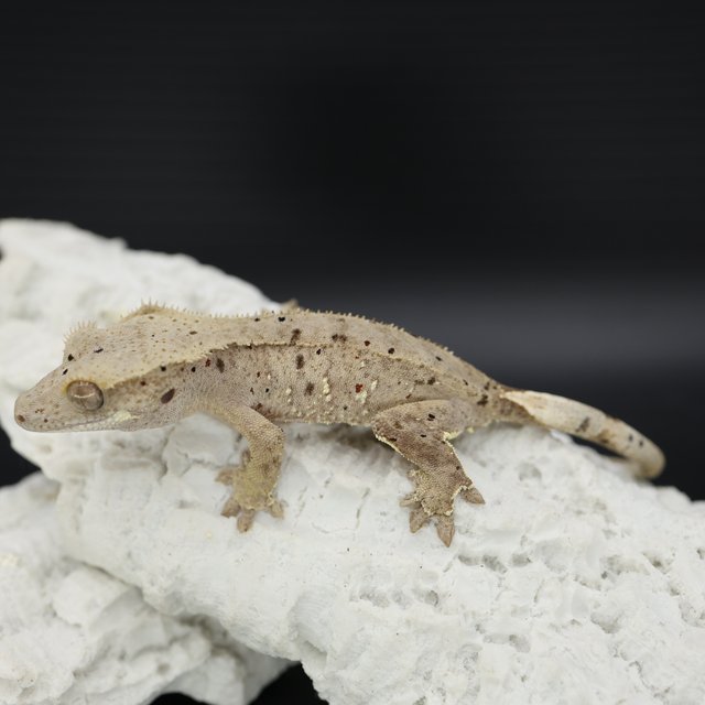 Patternless Phantom Bi Super Dalmatian Dalmatian