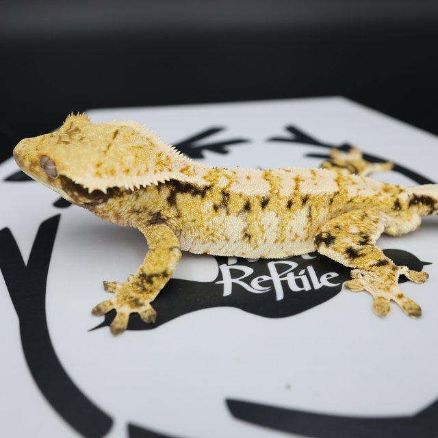 Tri Extreme Harlequin White Spot White Pin Normal