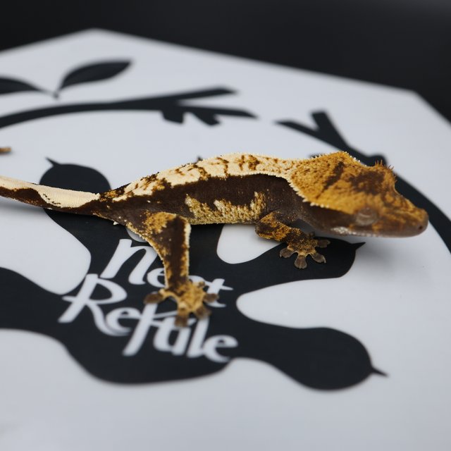 Normal Black White White Spot White Pin Quad