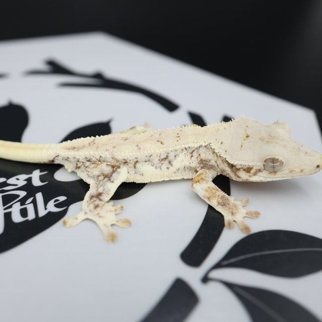 릴리화이트 드리피 화이트스팟 풀핀 화이트핀