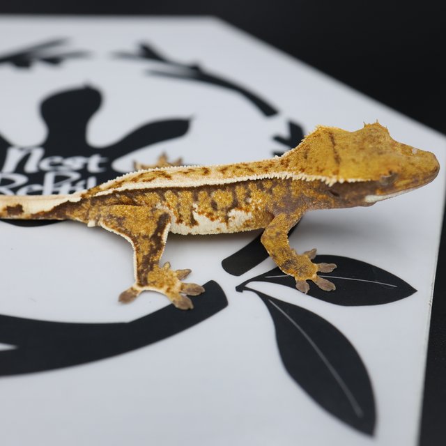 Normal Tri Quad Full Pinstripe Pinstripe White Spot