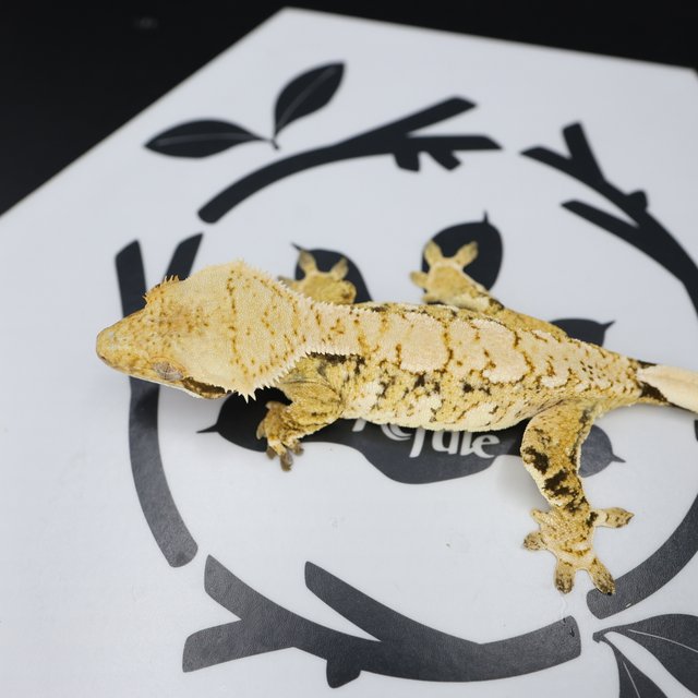 Tri Extreme Harlequin White Pin White Spot Normal