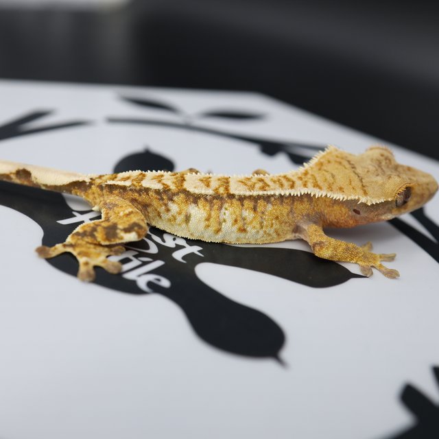 Normal Tri Drippy White Spot Full Pinstripe Pinstripe