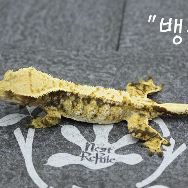 트라이 익스트림할리퀸