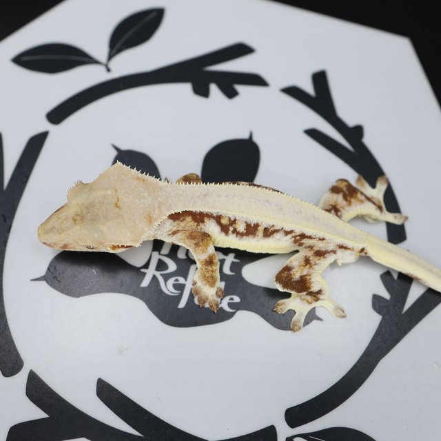 Lilly White Red Solid Back Drippy White Pin White Spot