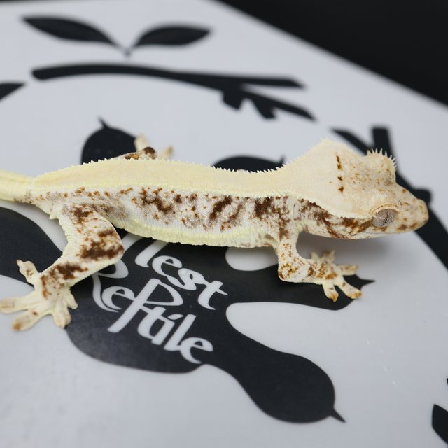 릴리화이트 솔리드백 드리피 화이트스팟 풀핀 화이트핀