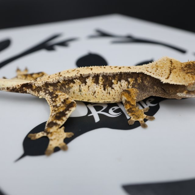 Normal Tri Drippy Extreme Harlequin White Spot White Pin