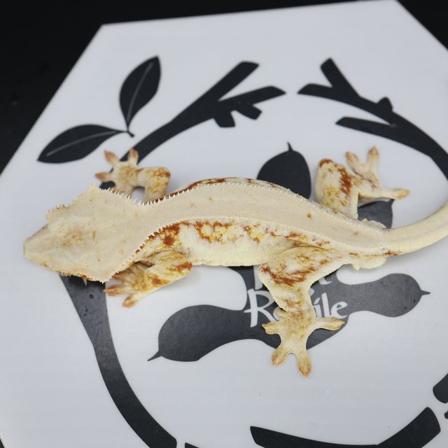 Lilly White Red Drippy Solid Back White Spot Full Pinstripe