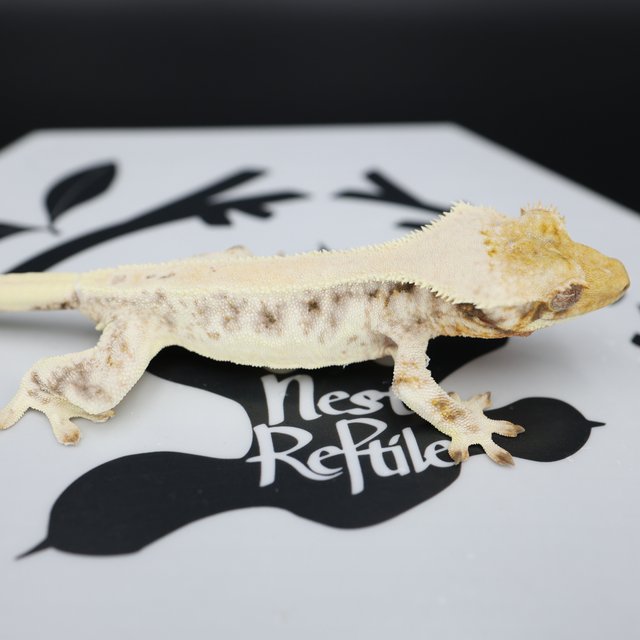 Lilly White Solid Back Drippy White Spot Full Pinstripe White Pin