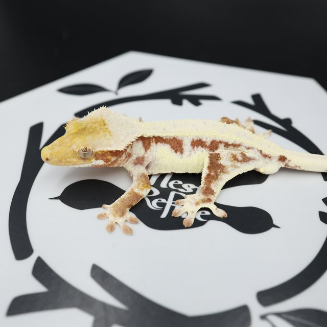 White Spot White Pin Drippy Red Lilly White