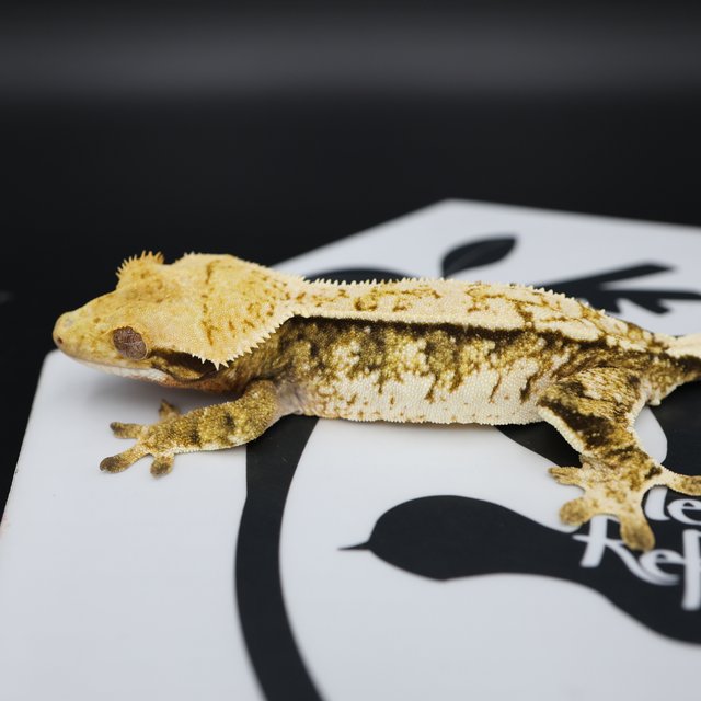 Tri Extreme Harlequin White Pin White Spot Normal