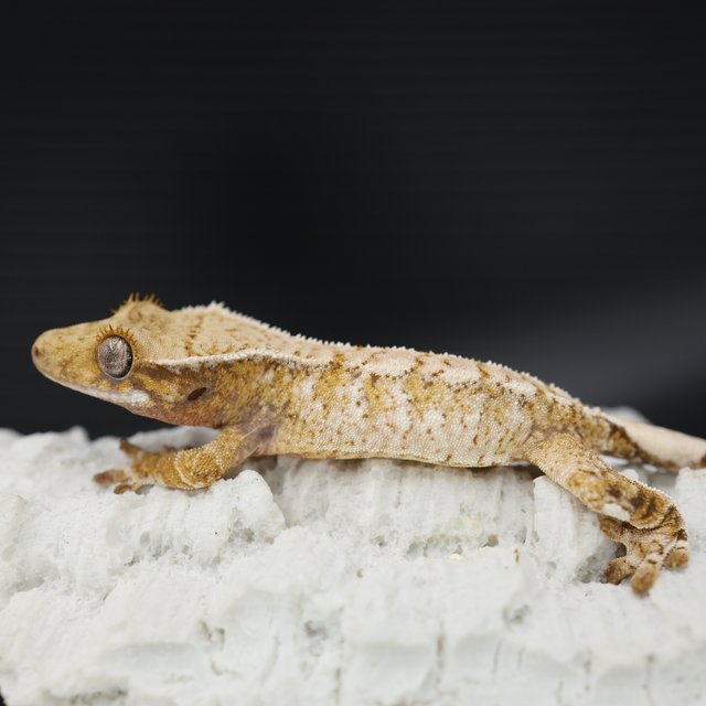 트라이 익스트림할리퀸 화이트스팟 드리피 화이트크라운 화이트핀