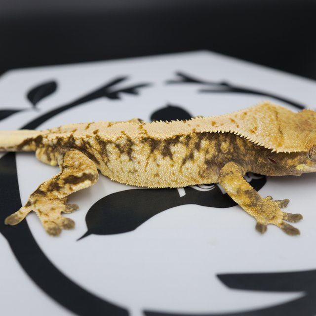 Normal Tri Extreme Harlequin White Spot White Pin