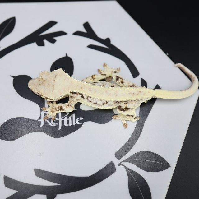 Lilly White Drippy White Spot White Pin Full Pinstripe