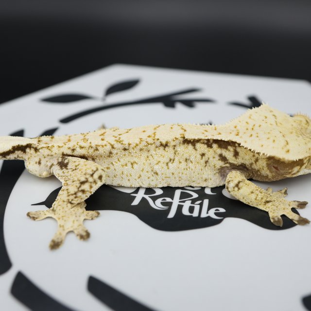 Normal Tri Drippy Extreme Harlequin White Spot White Pin