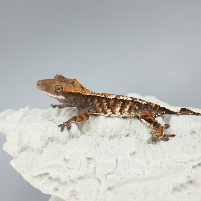 Tangerine Tri Sable White Pin White Spot