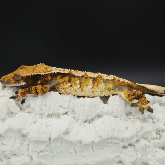 Normal Tri Tangerine White Spot Extreme Harlequin White Pin