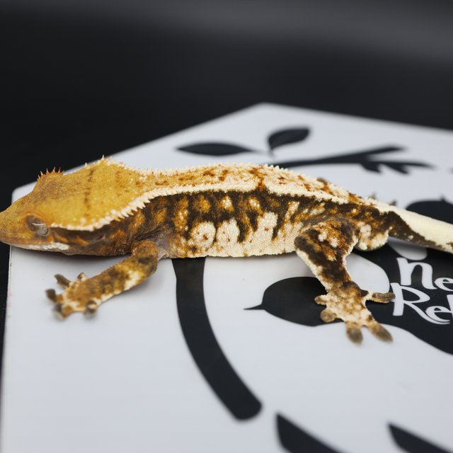 Normal Quad Extreme Harlequin Full Pinstripe White Spot Tangerine