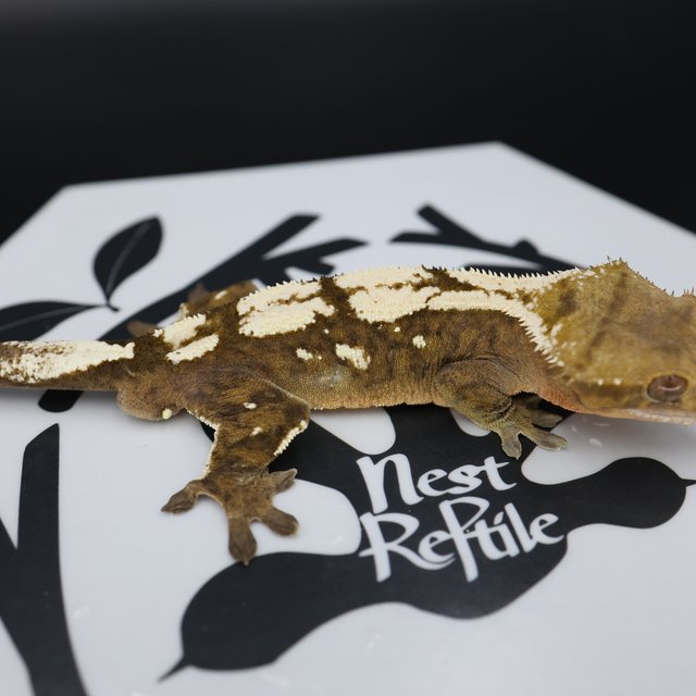 Normal Sable White Spot White Pin