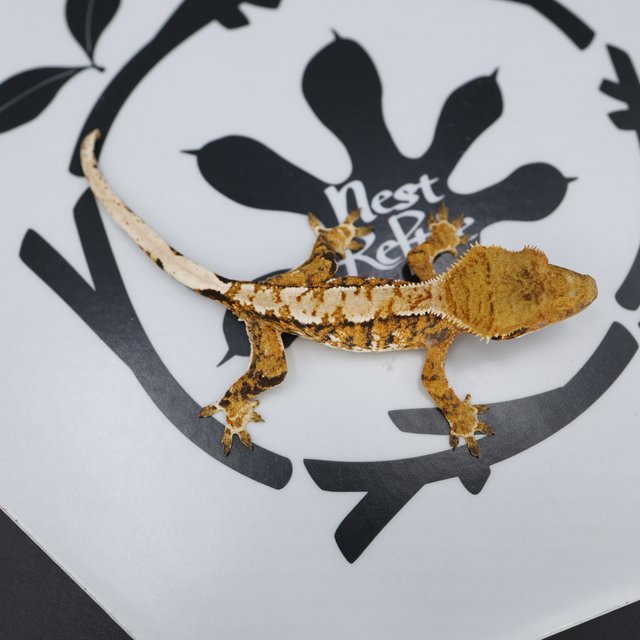 Normal Tri Tangerine White Spot Extreme Harlequin