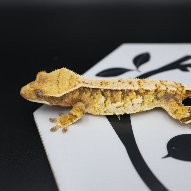 Tri Extreme Harlequin White Pin White Spot Normal