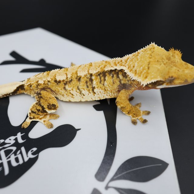 Normal Tri Extreme Harlequin White Spot White Pin