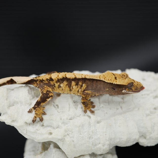 Tri Extreme Harlequin White Spot White Crown