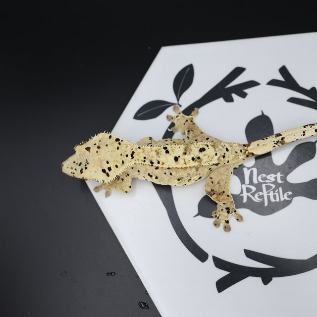 Dalmatian Super Dalmatian Normal