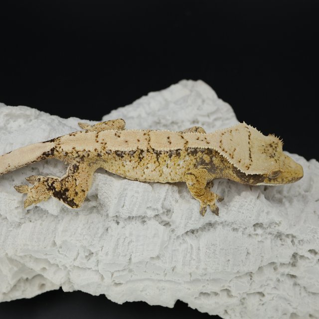 Normal Tri Extreme Harlequin White Spot White Pin White Crown
