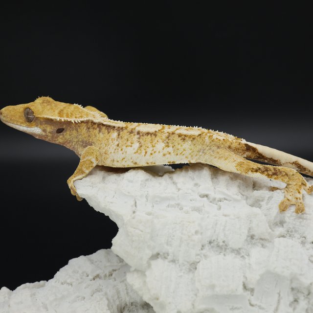 Normal Tri White Spot Extreme Harlequin White Pin White Crown